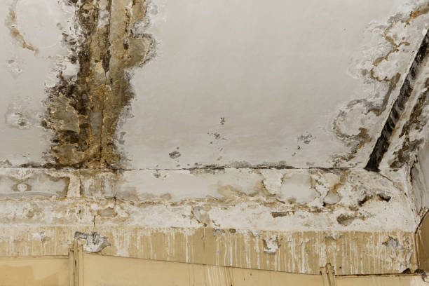 Best Emergency Mold Remediation  in Hawaiian Acres, HI