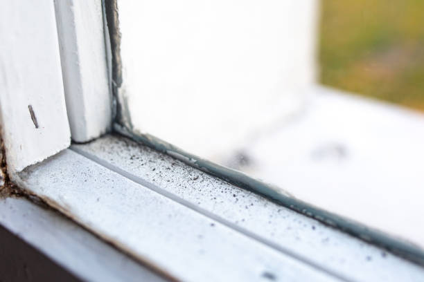 Best Industrial Mold Remediation  in Hawaiian Acres, HI