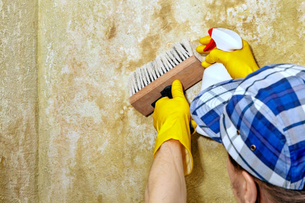 Best Environmental Consulting for Mold Prevention  in Hawaiian Acres, HI