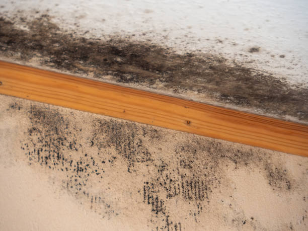 Best Basement Mold Removal  in Hawaiian Acres, HI
