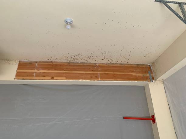 Mold Documentation for Insurance Claims in Hawaiian Acres, HI
