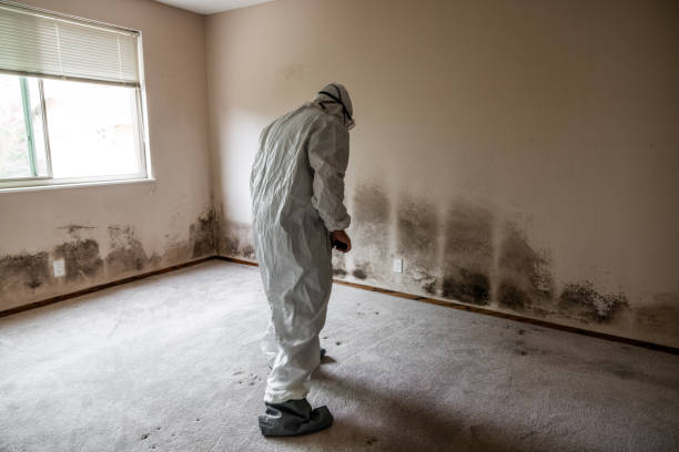 Best Mold Remediation for Healthcare Facilities  in Hawaiian Acres, HI